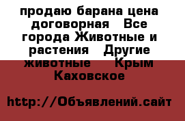 продаю барана цена договорная - Все города Животные и растения » Другие животные   . Крым,Каховское